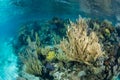 Beautiful Coral Reef on Edge of Blue Hole, Belize Royalty Free Stock Photo