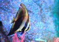 Beautiful Coral reef fish underwater in aquarium tank Royalty Free Stock Photo