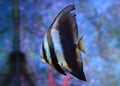 Beautiful Coral reef fish underwater in aquarium tank Royalty Free Stock Photo