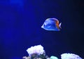 Beautiful Coral reef fish underwater in aquarium tank Royalty Free Stock Photo