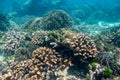 Beautiful coral reef garden in similan island Royalty Free Stock Photo