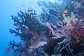 Beautiful Coral Reef Life off Padre Burgos, Leyte, Philippines