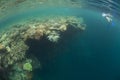 Beautiful Coral Reef and Snorkeler in Raja Ampat Royalty Free Stock Photo
