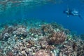 Beautiful Coral Reef and Snorkeler in Raja Ampat Royalty Free Stock Photo