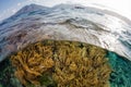 Soft Corals and Volcano in Alor, Indonesia