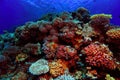 Beautiful coral reef Royalty Free Stock Photo