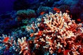 Beautiful coral reef Royalty Free Stock Photo