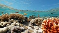 Beautiful coral reef. Underwater scene with fish, sea corals. Travel, recreation, snorkeling.