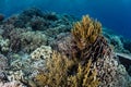 Beautiful Coral Reef in Wakatobi Royalty Free Stock Photo