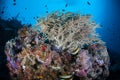 Beautiful Coral Reef on Wall in Palau Royalty Free Stock Photo