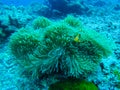 Beautiful coral of underwater world at Similan Marine National p Royalty Free Stock Photo