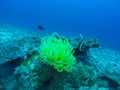 Beautiful coral of underwater world at Similan Marine National p Royalty Free Stock Photo