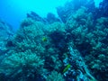 Beautiful coral of underwater world at Similan Marine National p Royalty Free Stock Photo