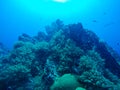 Beautiful coral of underwater world at Similan Marine National p Royalty Free Stock Photo