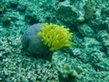 Beautiful yellow seaweed underwater in tropical sea