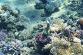 Beautiful corals on the sandy bottom of the sea