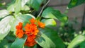 Beautiful Cordia sebestena in the garden