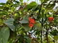 Beautiful Cordia sebestena scarlet cordia Geiger tree flower bloom