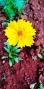 Beautiful Coreopsis Flower in our Backyard