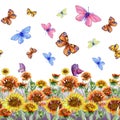 Beautiful coreopsis flowers and flying butterflies on white background. Seamless floral pattern. Watercolor painting. Royalty Free Stock Photo