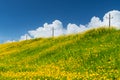 Beautiful coreopsis lanceolata blooming Royalty Free Stock Photo