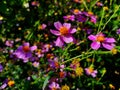 Beautiful Coreopsis rosea in bloom