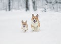 Corgi dog with its red puppy runs merrily through white snowdrifts