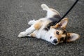Beautiful corgi welsh rolling over on the ground.