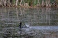 Beautiful Cormorant bird Phalacrocorax Carbo on lake landscape in wetlands in Spring