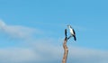 A beautiful cormorant bird was at dead tree, Liquica Timor Leste