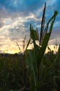 beautiful corn crop on a sunny morning Royalty Free Stock Photo