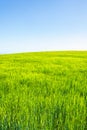 Beautiful corn field against a blue sky Royalty Free Stock Photo