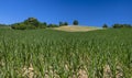 Beautiful corn field agriculture landscape Royalty Free Stock Photo