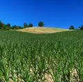 Beautiful corn field agriculture landscape Royalty Free Stock Photo
