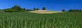 Beautiful corn field agriculture landscape Royalty Free Stock Photo