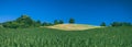 Beautiful corn field agriculture landscape Royalty Free Stock Photo