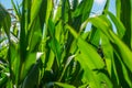 Beautiful corn field Royalty Free Stock Photo