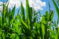 Beautiful corn field Royalty Free Stock Photo