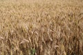 A beautiful corn-field