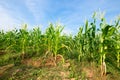 Beautiful corn field with a clear blue sky Royalty Free Stock Photo