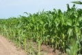 Beautiful Corn field. Cornfield.