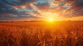 Beautiful corn field at sunrise Royalty Free Stock Photo