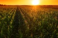 Beautiful corn field in sunset, drone footage aerial shot