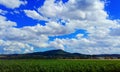 Beautiful corn field