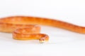 Beautiful corn snake isolated on white background Royalty Free Stock Photo