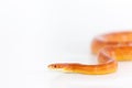 Beautiful corn snake isolated on white background Royalty Free Stock Photo