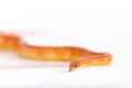 Beautiful corn snake isolated on white background Royalty Free Stock Photo