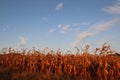 A beautiful cornfield