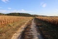 A beautiful cornfield