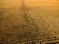 Aerial drone photo - Illinois corn farm Royalty Free Stock Photo